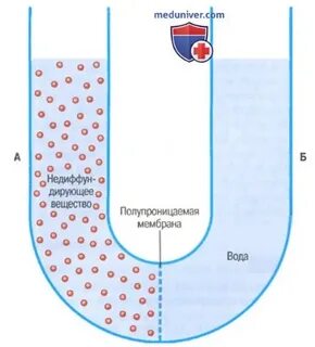 Осмос через мембрану клетки