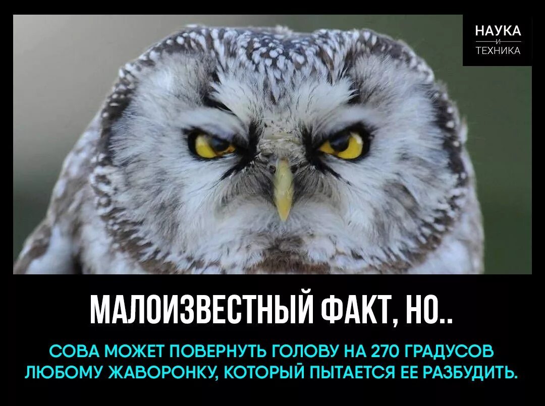 Прикольные Совы. Мемы с совами. Сова демотиватор. Совы и Жаворонки мемы. Некоторые ученые считают что совы видят