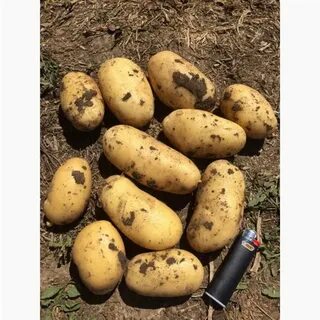 Картофель редмонд
