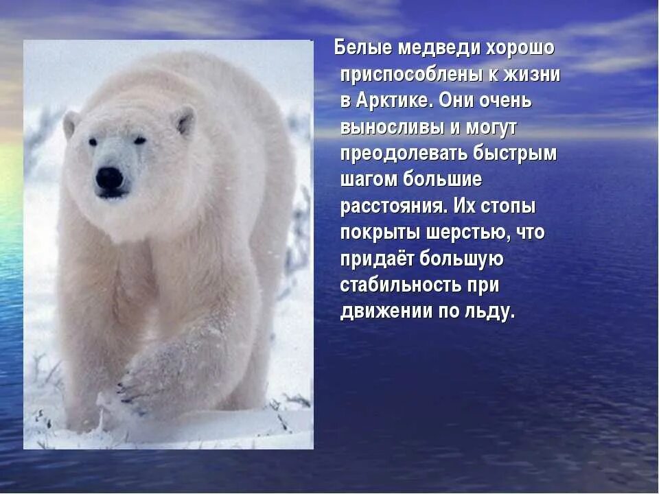 Текст белый медведь 4 класс. Рассказ о белом медведе. Белый медведь описание. Сведения о белом медведе. Раксза о белом медведе.