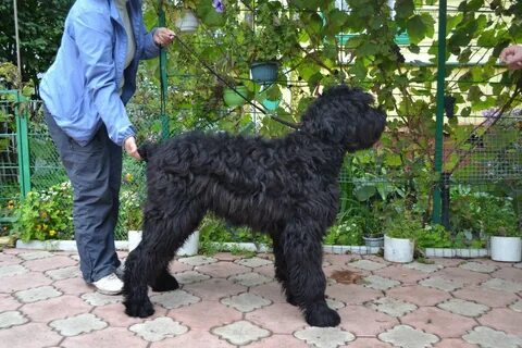 Черный русский цвет