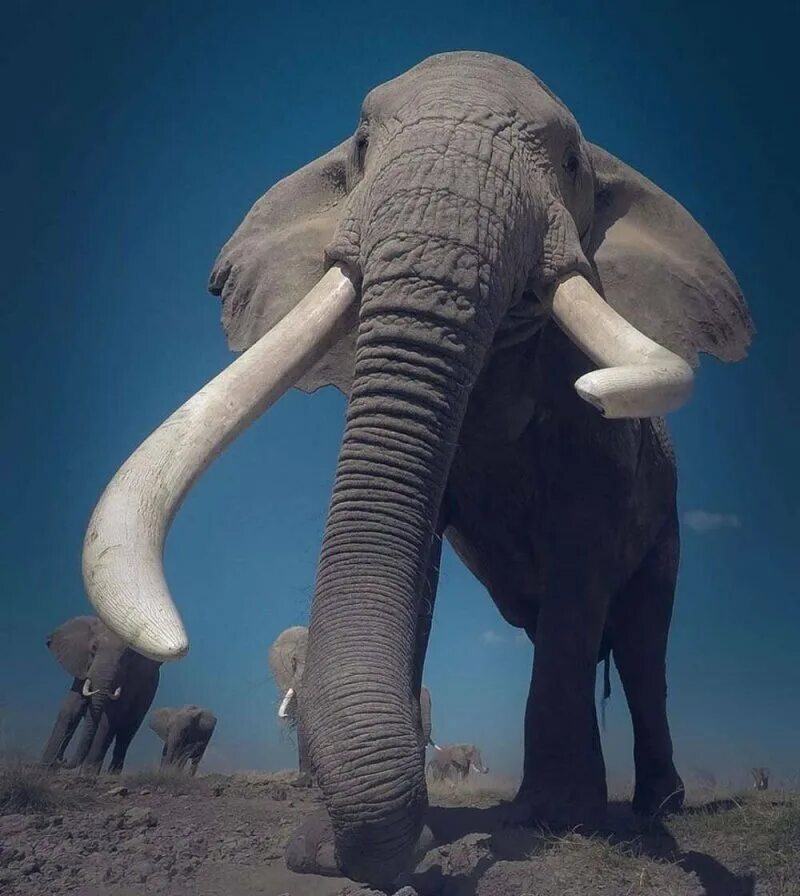 Бивни слона. Слон с большими бивнями. Слоны с бивнями. Бивни слонов.
