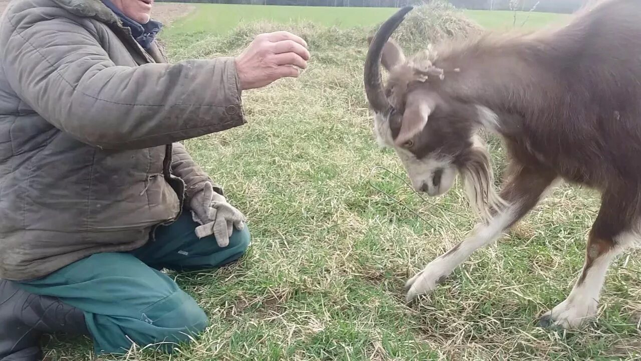 Бить козу. Козу за рога. коза нападает на людей.