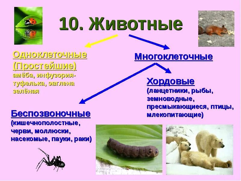 Самый многочисленный тип многоклеточных