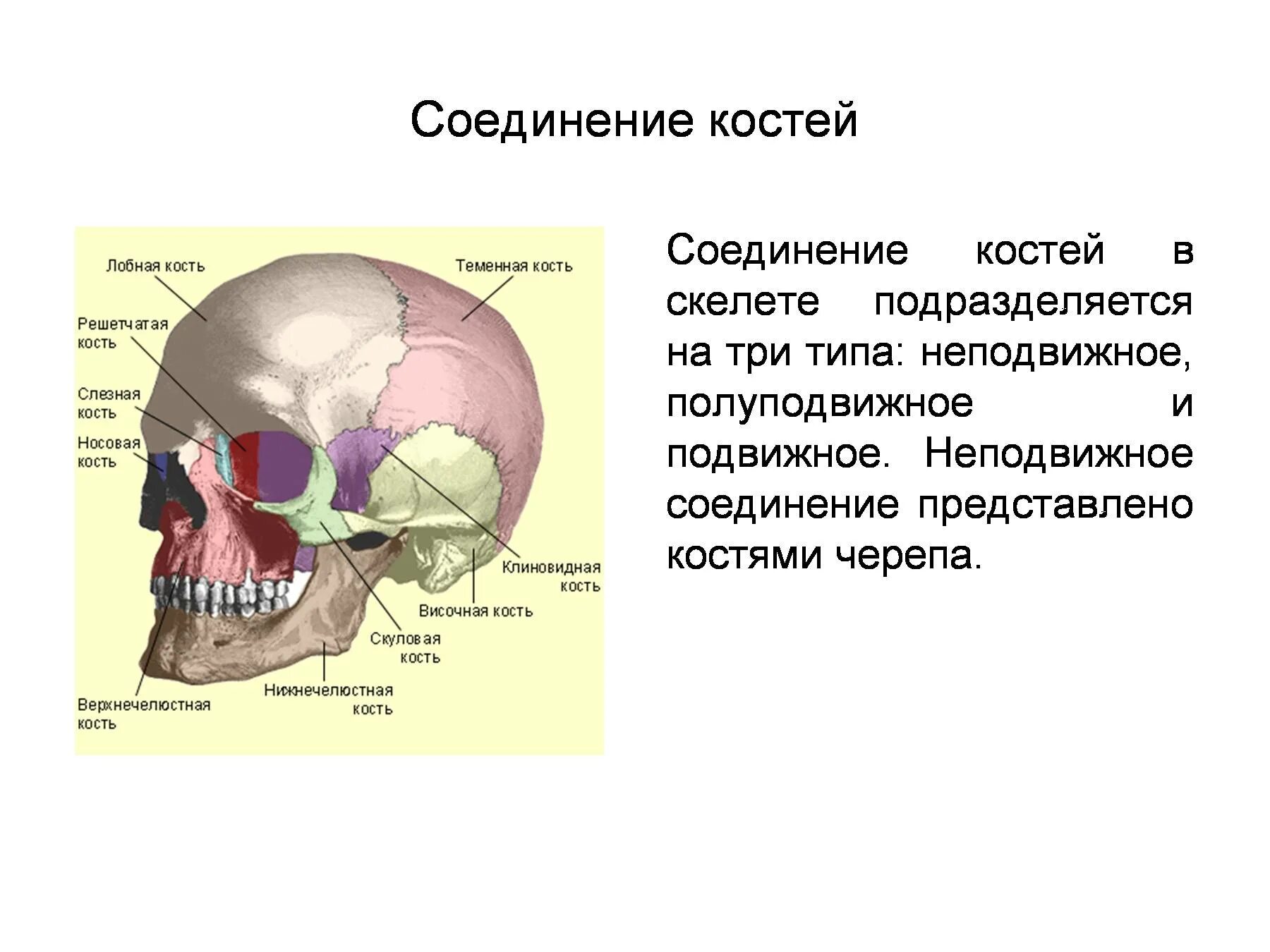 Теменная и височная кости тип соединения. Кости мозгового отдела черепа Тип соединения. Соединение костей мозгового черепа. Скелет и соединения костей черепа. Соединение костей черепа и суставы головы.