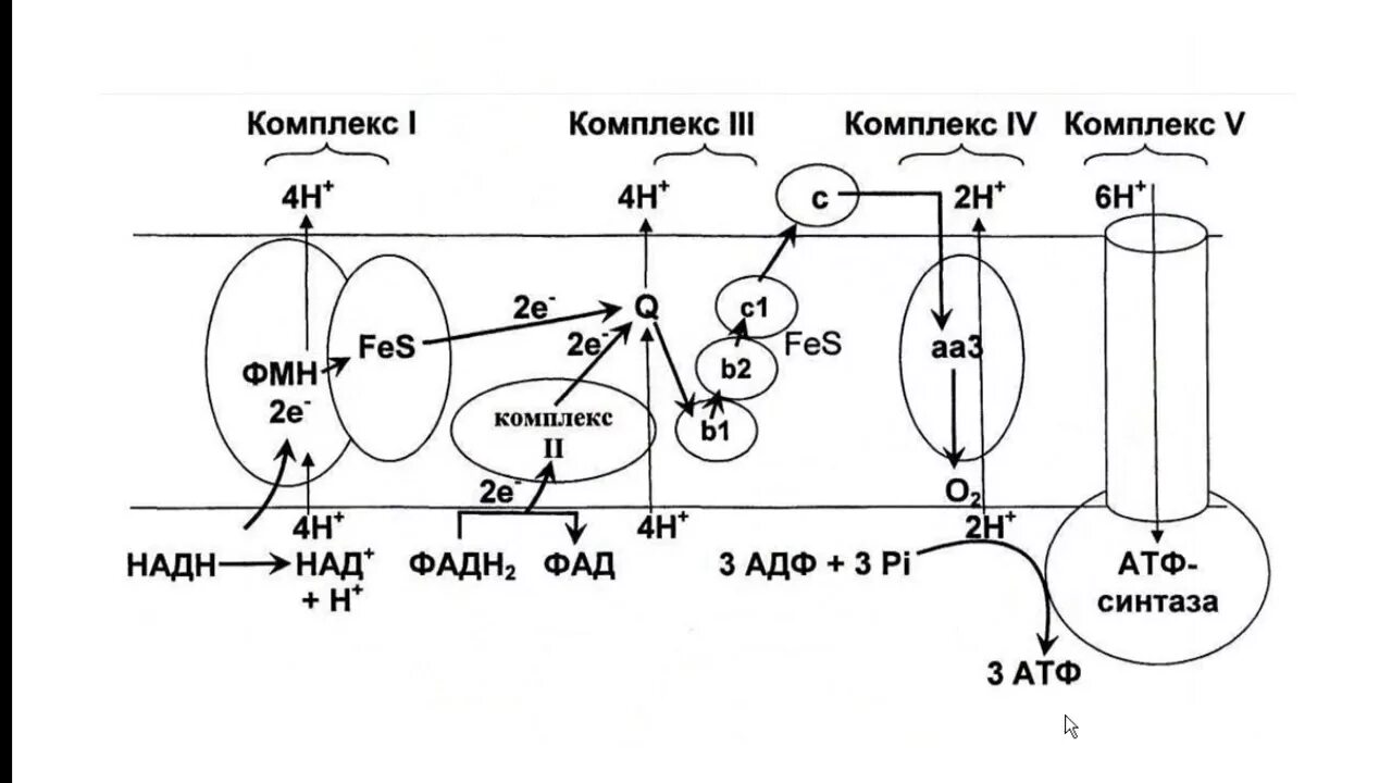 Перемещается углекислый газ из митохондрий в атмосферу. Дыхательная цепь (ЦПЭ): строение. Дыхательная цепь переноса электронов схема. ЭТЦ схема биохимия. Комплекс 5 дыхательной цепи митохондрий.