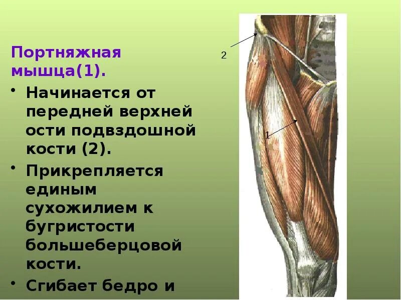 Гребенчатая тонкая приводящая мышца бедра. Приводящие мышцы бедра анатомия. Приводящие мышцы бедра и их функции. Гребенчатая мышца бедра анатомия. Четырехглавая мышца бедра.