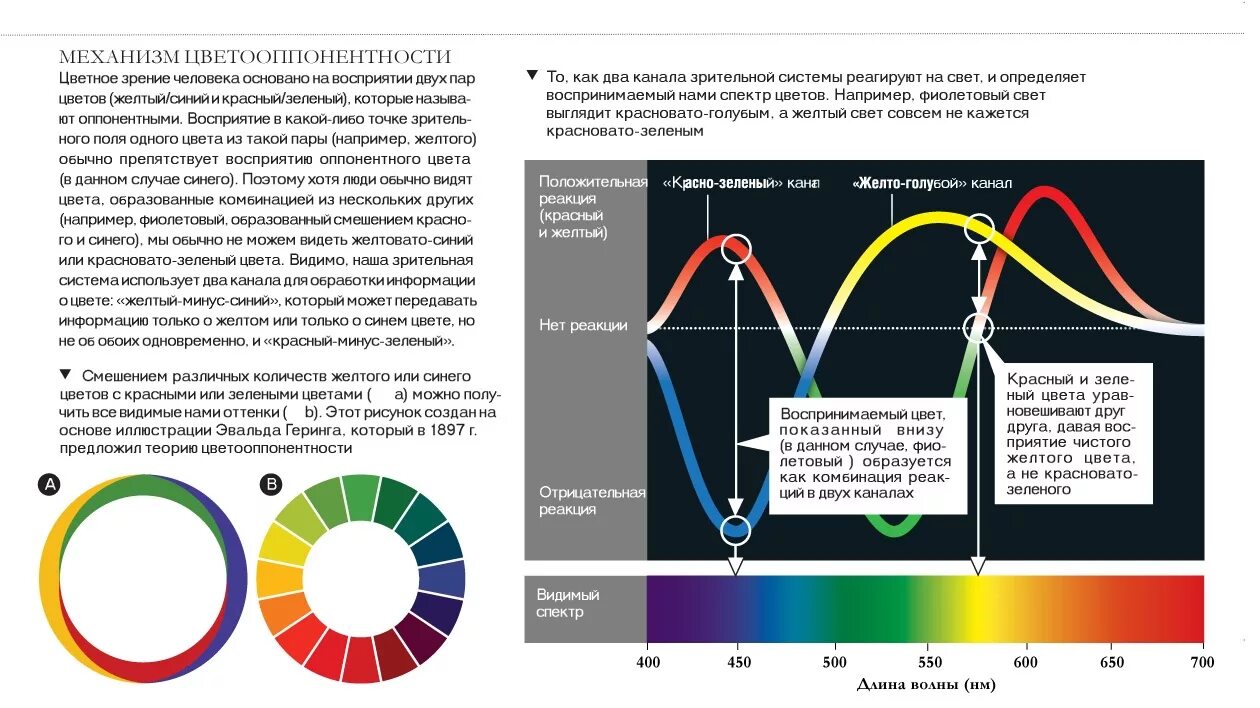 Видят в ней абсолютный. Теория Геринга цветового зрения. Восприятие цвета. Теории восприятия цвета. Механизм восприятия цвета.