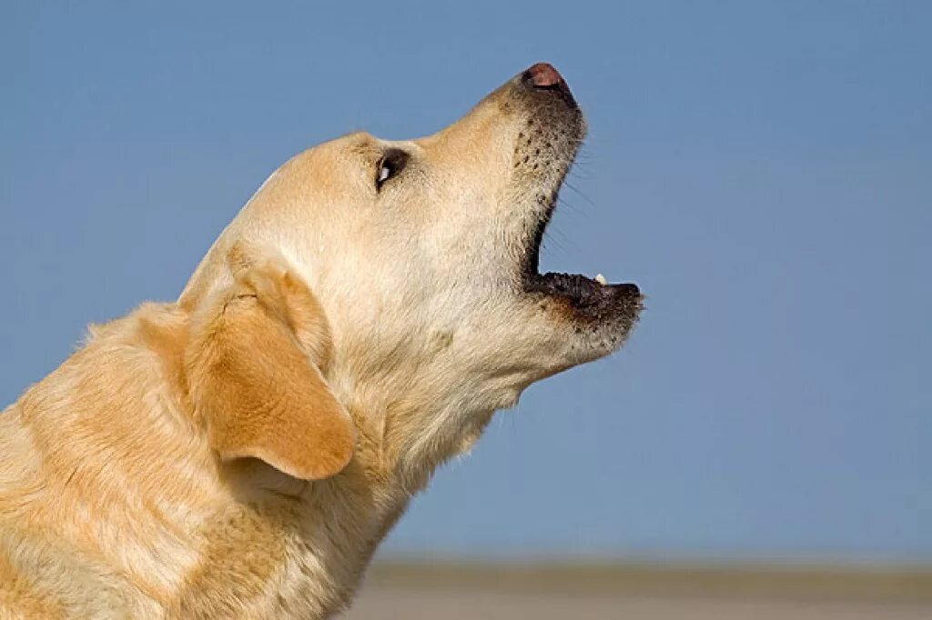 Джек рассел собака лает. Лай собаки. Злая собака. Jack russell terrier bark. Собаки.