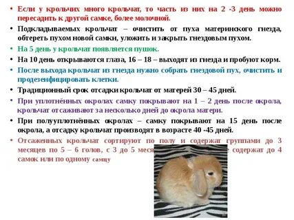 Когда можно покрыть крольчиху