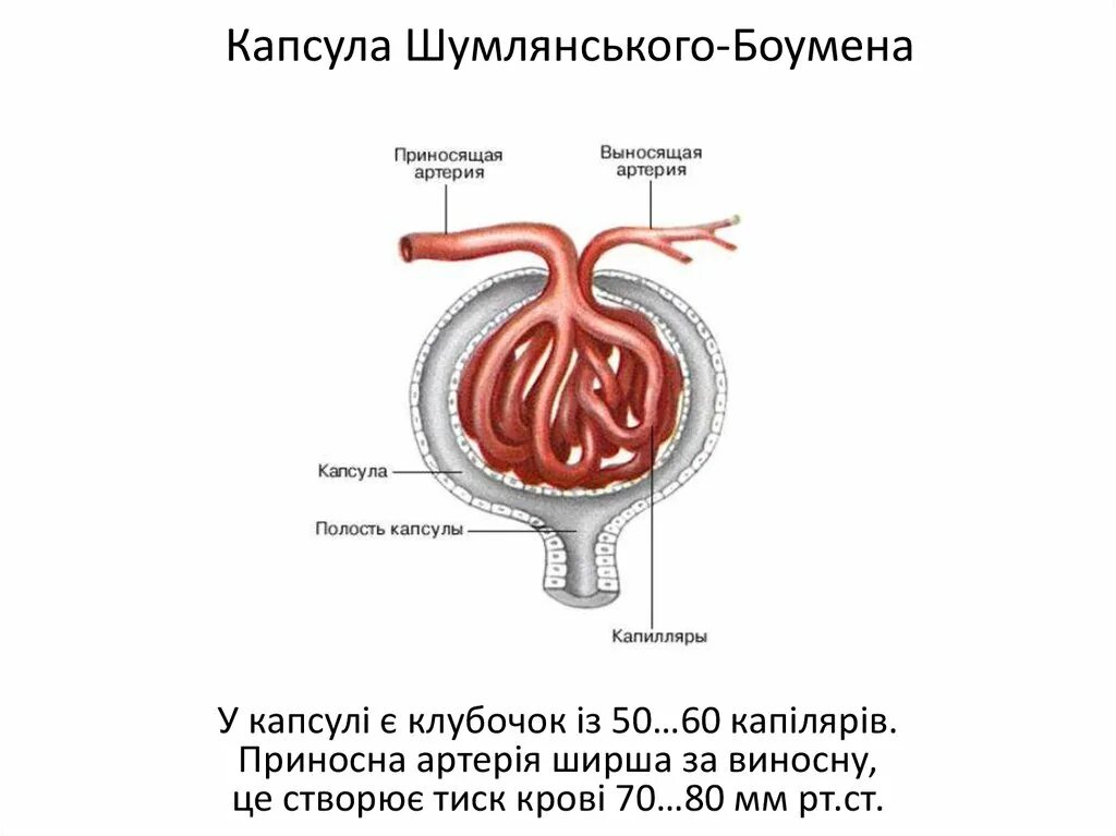 Нефрон капсула боумена. Капсула Боумена-Шумлянского. Нефрон капсула Шумлянского Боумена. Полость капсулы Шумлянского-Боумена. Нефрон строение капсула Боумена.