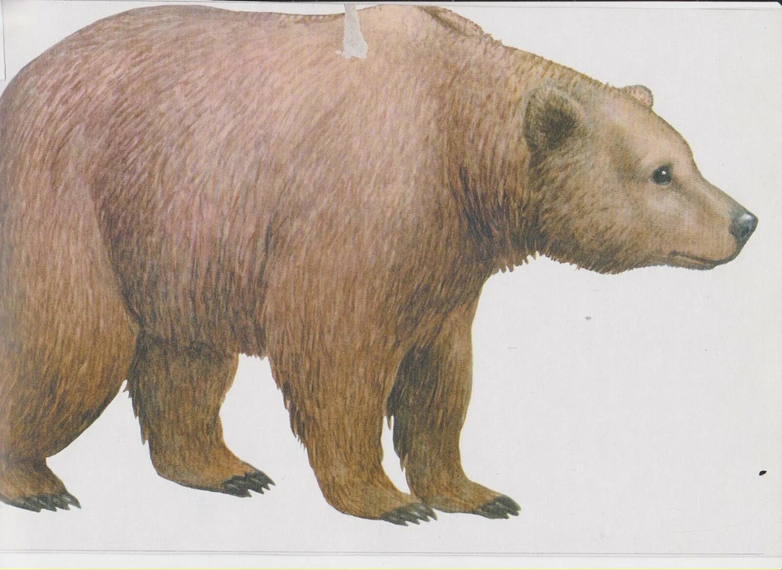 Медведь для детей. Медведь рисунок. Медведь для детей дошкольного возраста. Диких животных для детей.