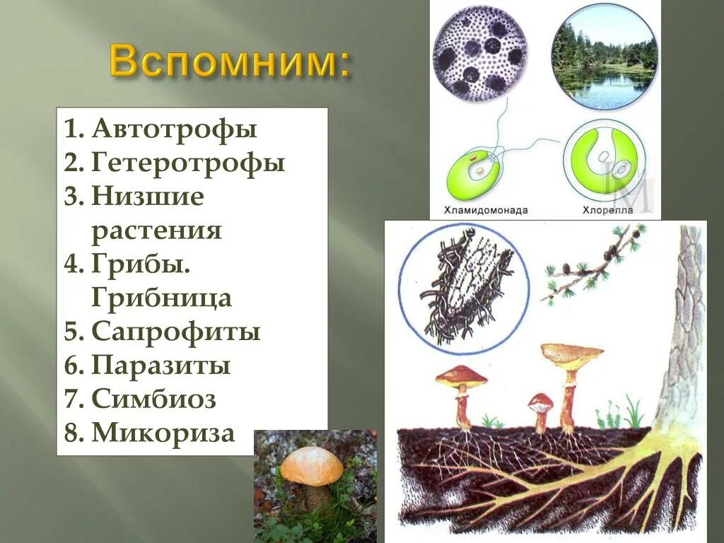 Гриб какой консумент. Сапрофиты паразиты симбионтыгрбы. Грибы питание гетеротрофное или Автотрофное. Грибы гетеротрофы. Грибы и растения это автотрофы.