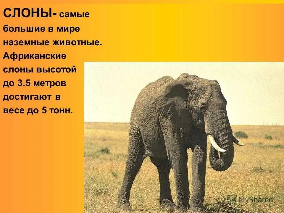 Слоны какой слон крупнее. Самый большой слон. Самый большой Африканский слон. Самый большой слон вес. Самый большой слон в мире.
