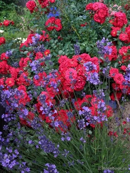 Rose 'Titian' Climber - Hello Hello Plants