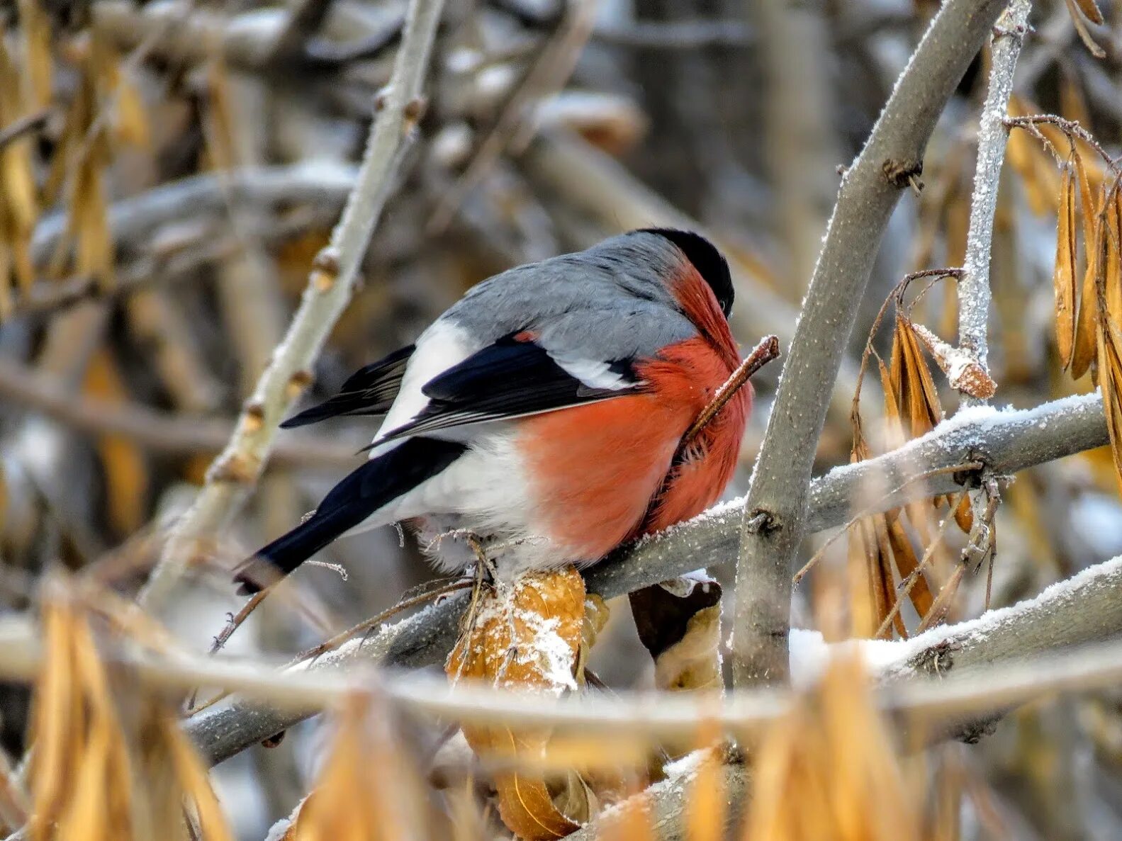 Зима птицы. Снегирь иней. Молодой снегирь. Зимующие птицы снегирь. Pyrrhula pyrrhula.