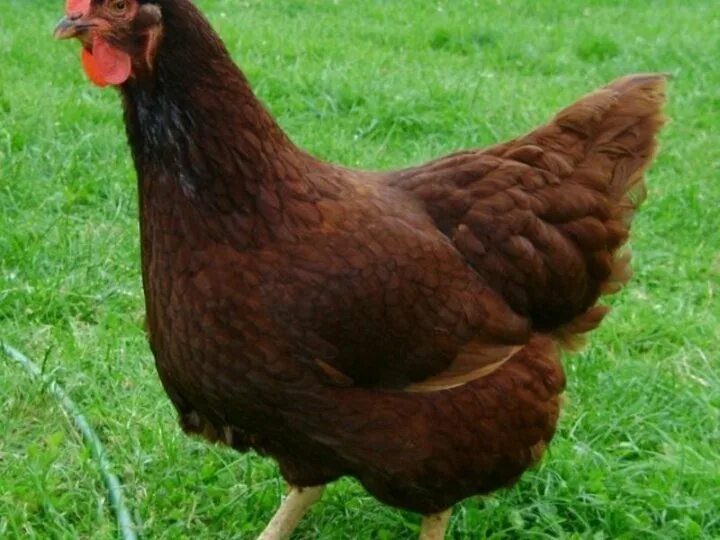 Portrait of a Brown Hen at the Farm Stock Image - Image of beak, bird: 67406901