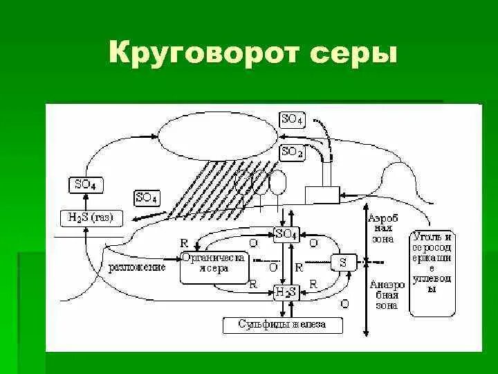 Биогеохимический круговорот серы. Схема биогеохимического круговорота серы. Круговорот веществ серы схема. Круговорот серы в природе биология 9 класс.