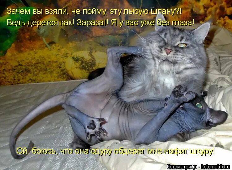 Зараза картинки. Грустный кот мем. Коронавирус мемас. Хомяк мем. Зараза картинки прикольные.