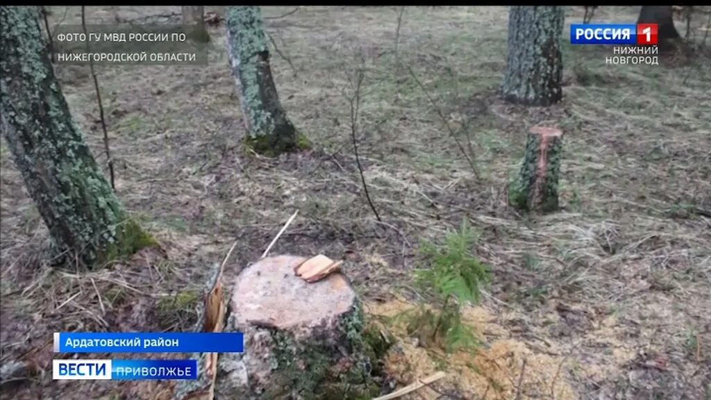 Вырубка деревьев на генерала карбышева. Вырубка деревьев на генерала карбышева