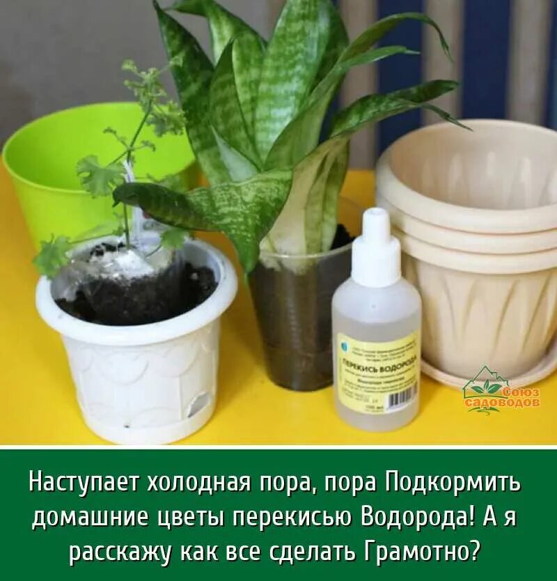 Чем подкормить растения зимой. Перекись и комнатные растения. перекись водорода для комнатных цветов. подкормка комнатных растений. перекись для цветов комнатных.