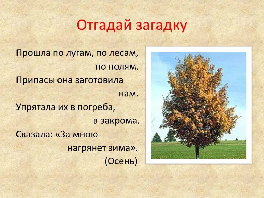 Загадки об осени и лете. Загадки про осень. Осенние загадки 4 класс. Загадки про осень 1 класс. Загадка со словом природа