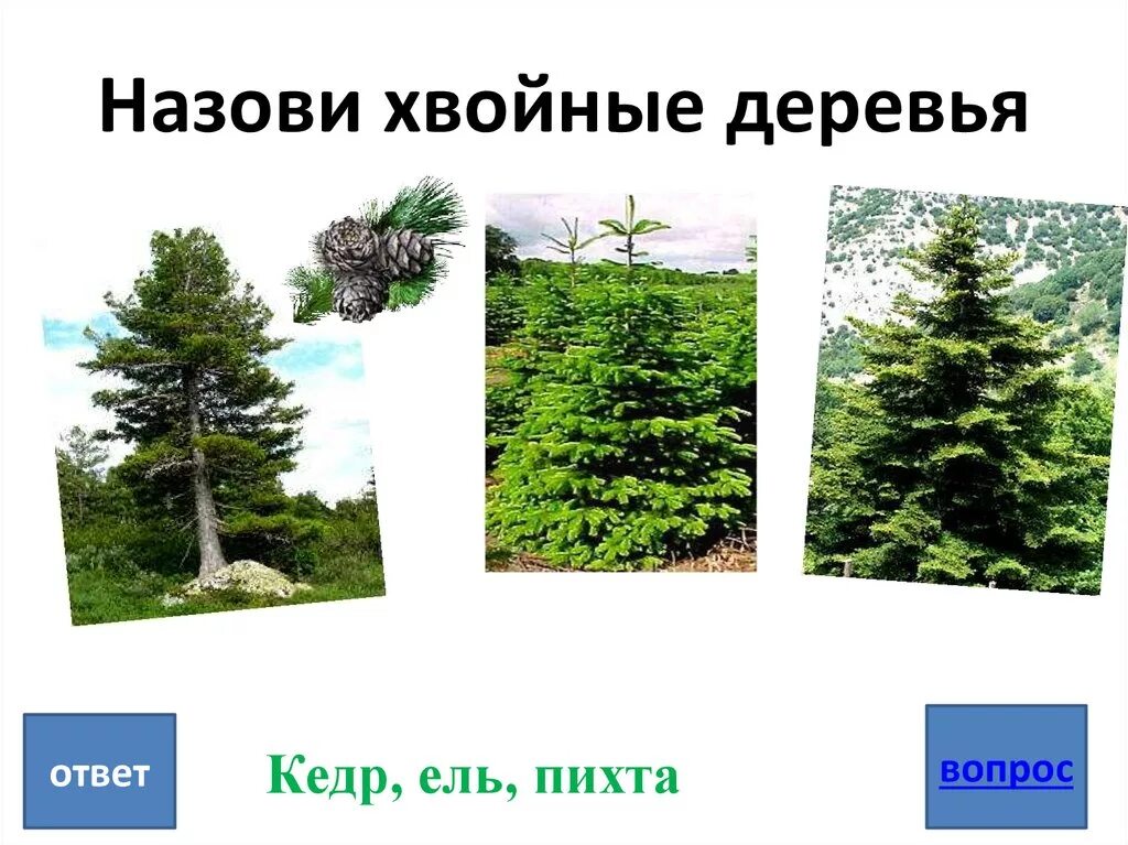 Назови хвойные. Хвойные деревья России. Знак хвойного дерева. Хвойные деревья символ чего.