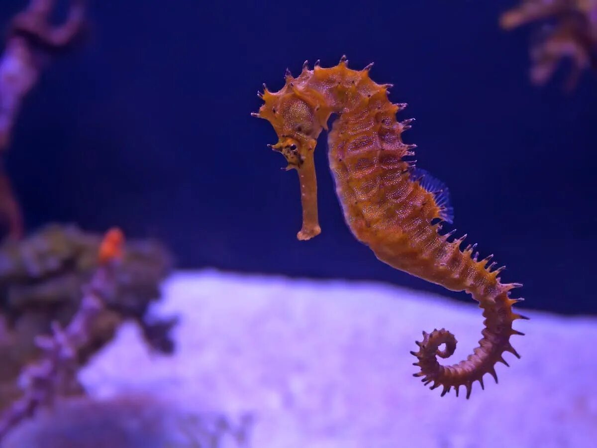 REC-20140601-145609 Beautiful sea creatures, Seahorse, Sea dragon