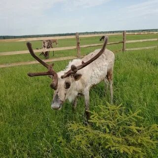Оленево рязань
