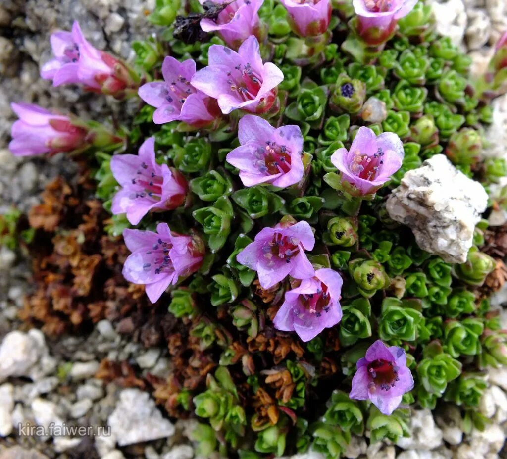 Камнеломка саксифрага. Камнеломка Моховая Арендса.. Камнеломка Арендса (Saxifraga arendsii). Камнеломка (Saxifraga). Садовые цветы камнеломка фото