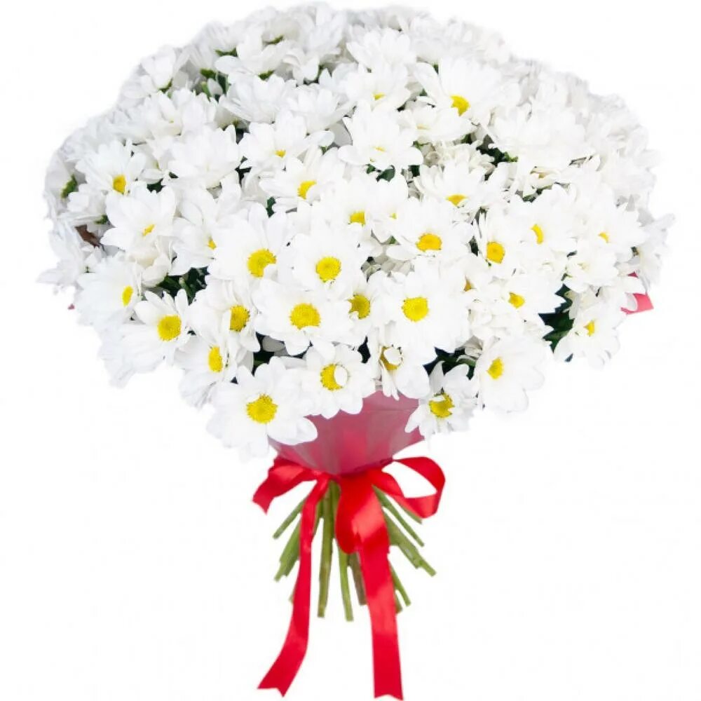 Хризантема кустовая баккарди белая. Букет из белых кустовых хризантем. 15 кустовых хризантем букет. Букет из белых кустовых хризантем. Хризантема бакарди белая букет.