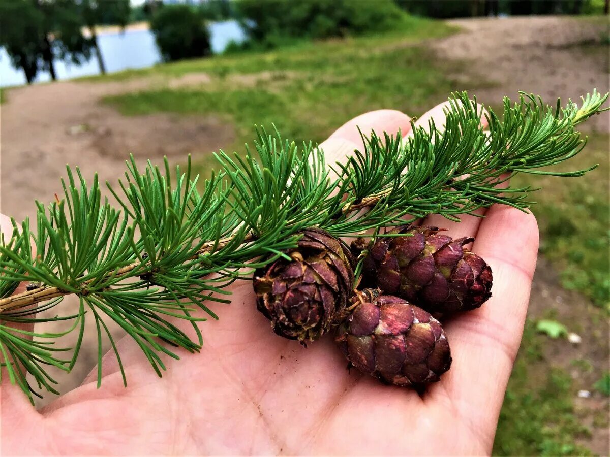 Лиственница Сибирская Larix sibirica. Лиственница Сибирская Larix sibirica шишки. Лиственница курильская шишки. Лиственница Даурская шишки.