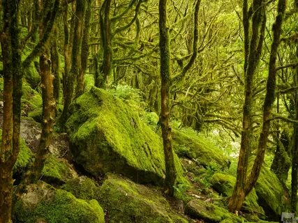 Самшит кавказ