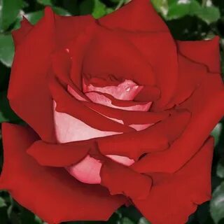 Розы саженцы элит