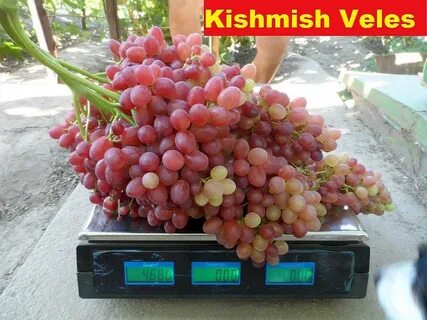Номер телефона кишмиш
