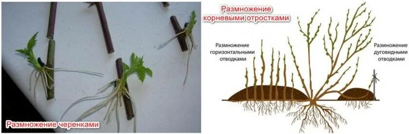Черенкование малины весной. Ежевика стеблевые черенки. Ежевика стеблевые черенки. Размножение ежевики черенками весной. Размножение ежевики отводками осенью.