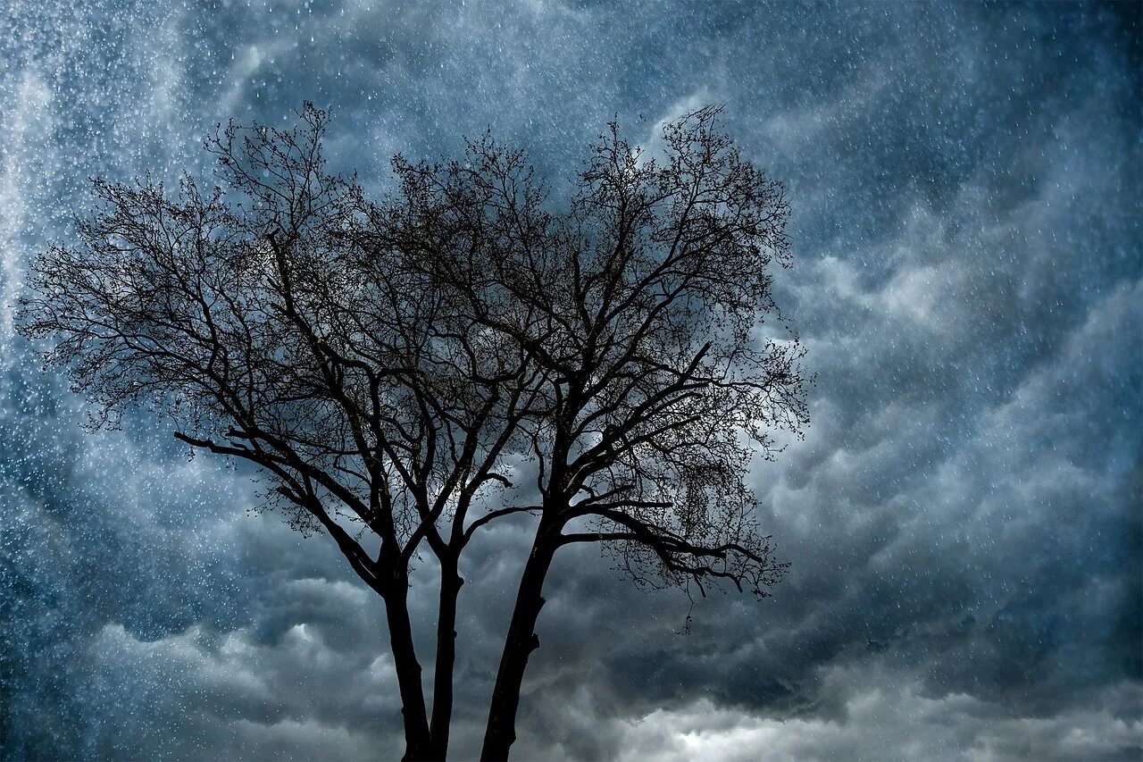 Raining tree