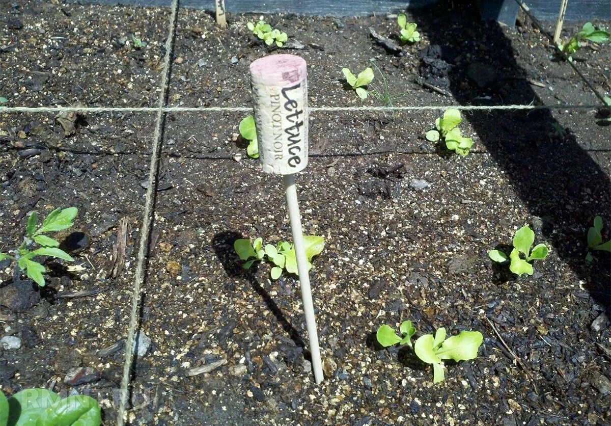 Таблички для рассады. Как подписать рассаду при посадке. Подписать рассаду. Овощная рассада. Подписать рассаду.