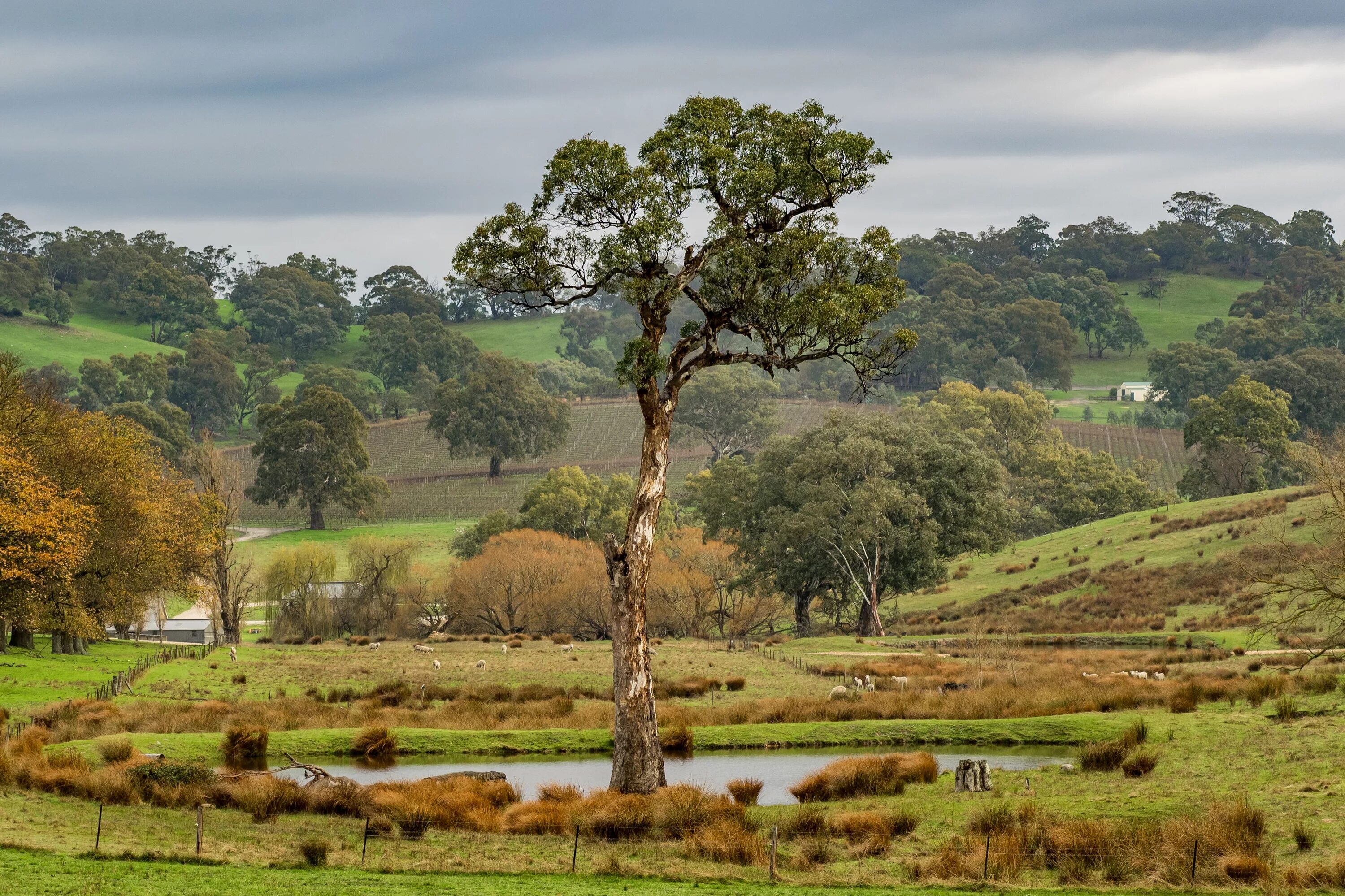 Australian outback beauty. How wonderful it would be to take a trip there. Austr