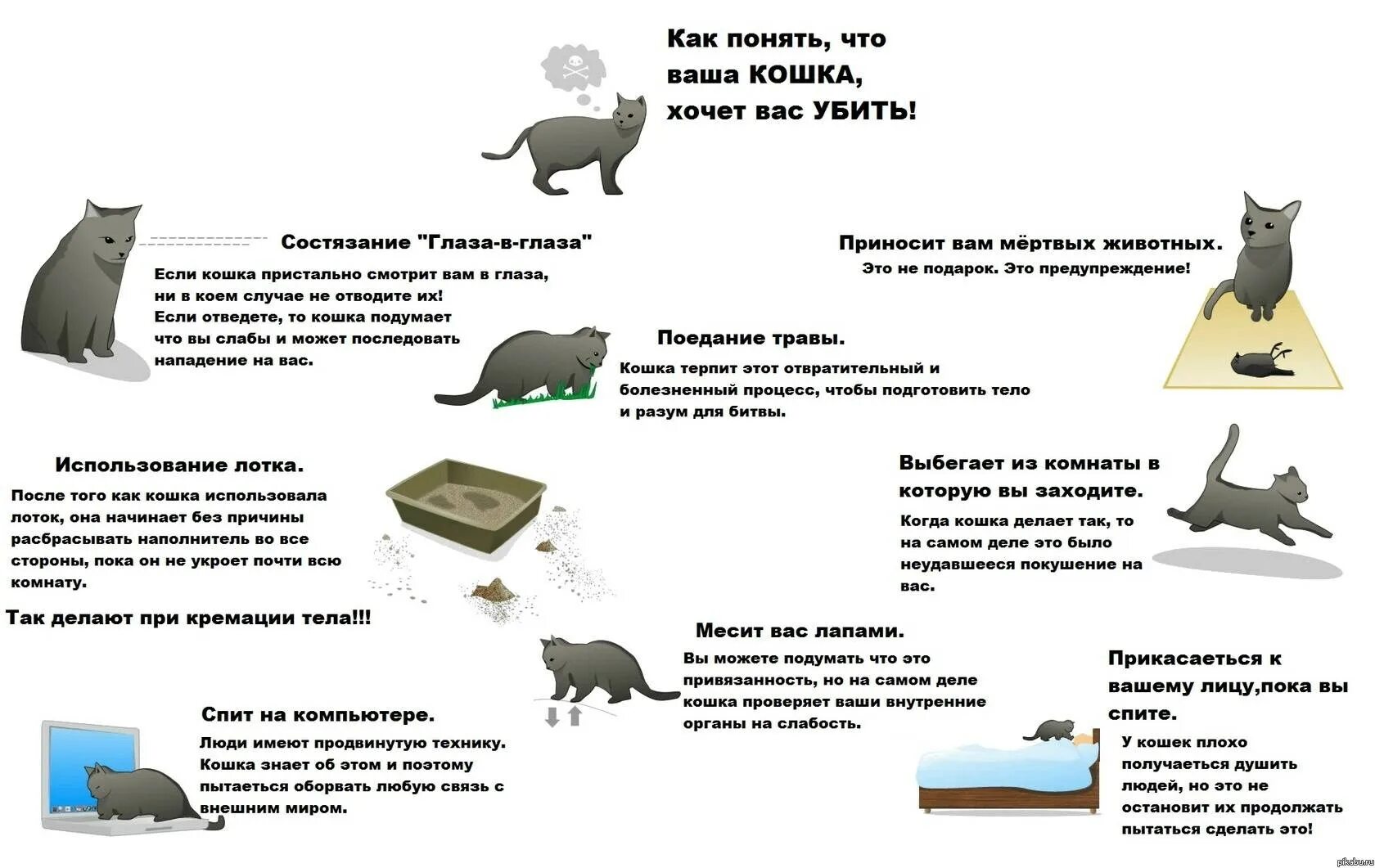Что дать кошке чтобы не орала