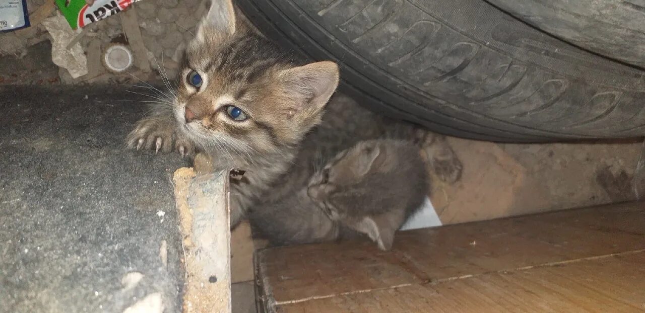 Abandoned Kitten. Котенок ловит мышей