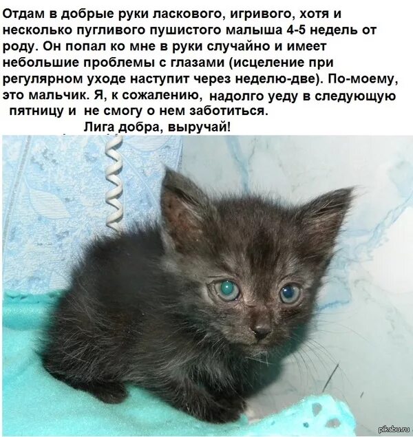 Подать в хорошие руки