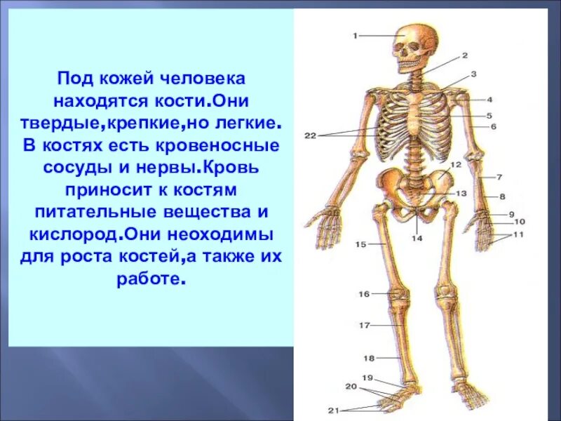 Скелет человека с названием костей 4 класс. Скелет человека. Строение скелета человека. Название частей скелета человека. Составные части скиолета.