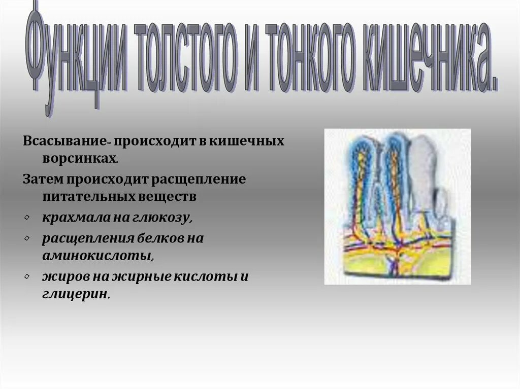 Всасывание питательных веществ происходит в. Основное всасывание питательных веществ происходит в. Всасывание питательных веществ в тонком кишечнике. Основные процессы всасывания питательных веществ происходят в. В ворсинках тонкой кишки происходит