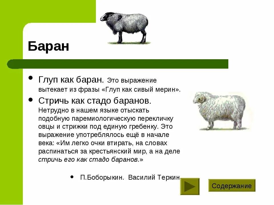 Глуп как сивый мерин. Глупый баран. глуп как баран. упрямый баран.