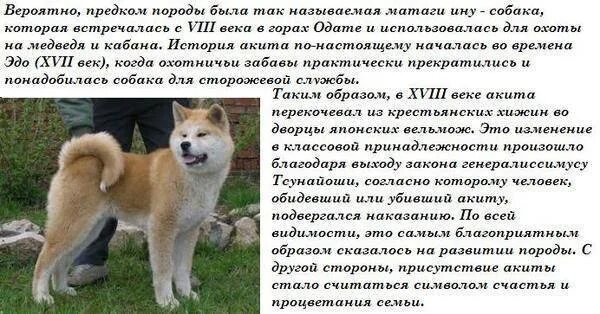 Почему существует так много пород собак. История о породе собаки акита ину. акита порода собак характеристика. акита ину собака характеристика. акита ину о породе и характере.