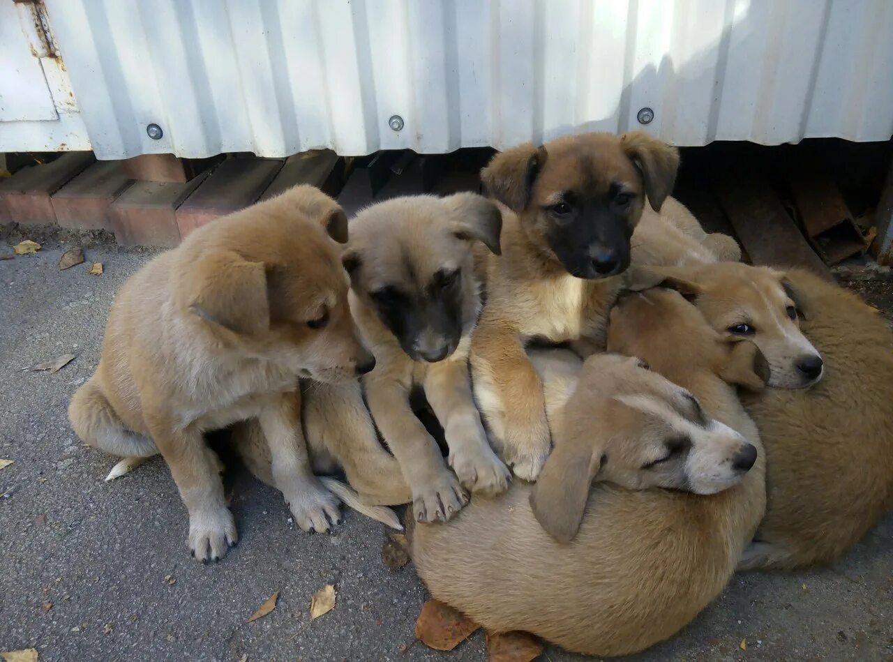 Тула группа помощи бездомным животным. Помощь бездомным животным тула 9. Приют для животных зоопарк. Пожертвование для приюта значком. Бездомные животные тула.