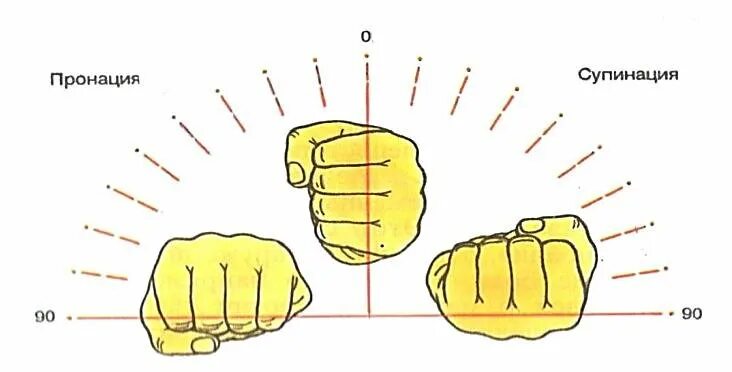 Пронация стопы гиперпронация. Пронация стопы гиперпронация. Пронация стопы гиперпронация. Пронация и супинация. Пронация стопы гиперпронация.
