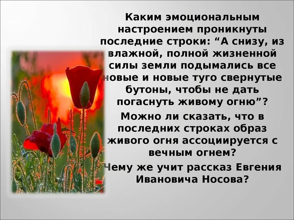 О чем рассказ живое пламя носова кратко. Рассказ е.Носова живое пламя. Носов е. кукла живое пламя. Живое пламя Носов маки. Живое пламя.