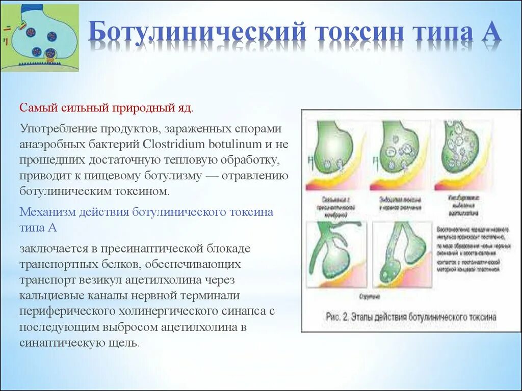 Ботулинический Токсин типа а. Механизм действия ботулотоксина типа а. Ботулинический Токсин механизм. Ботулинический Токсин схема. Сильнейшие токсины